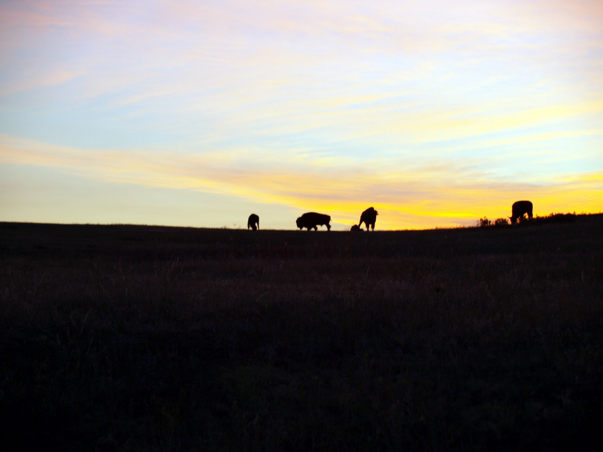 Free download high resolution image - free image free photo free stock image public domain picture -Bison at Sunrise