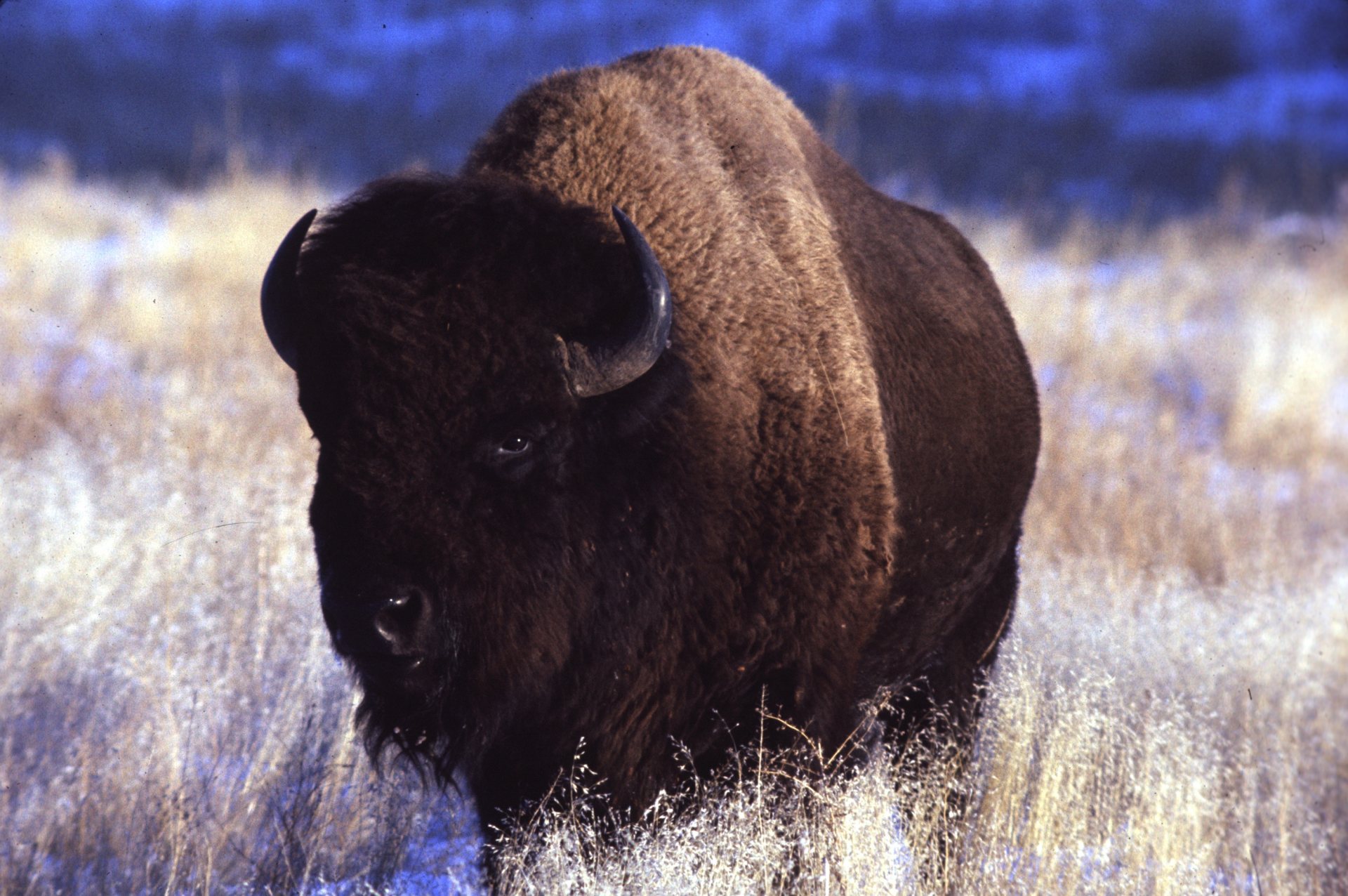 Free download high resolution image - free image free photo free stock image public domain picture -American bison bull - buffalo