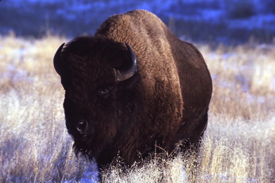 Free download high resolution image - free image free photo free stock image public domain picture  American bison bull - buffalo