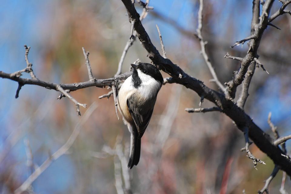 Free download high resolution image - free image free photo free stock image public domain picture  Black-capped Chickadee