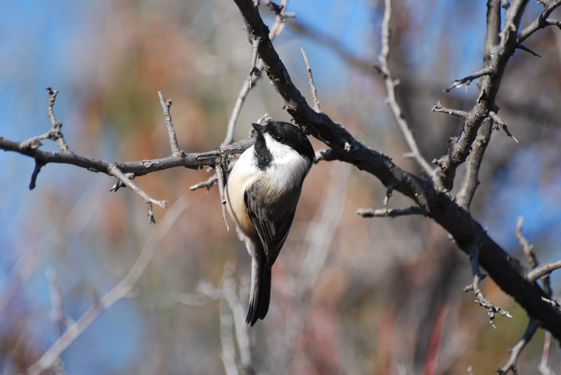 Free download high resolution image - free image free photo free stock image public domain picture -Black-capped Chickadee