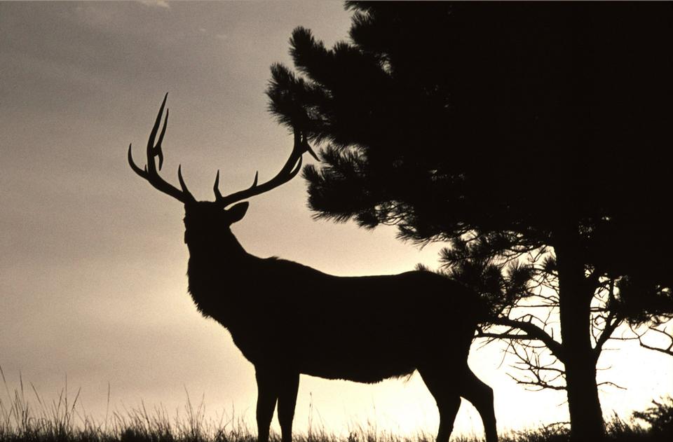 Free download high resolution image - free image free photo free stock image public domain picture  Bull Elk at sunset