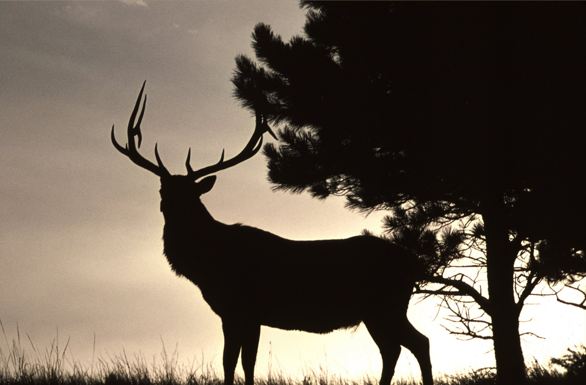 Free download high resolution image - free image free photo free stock image public domain picture -Bull Elk at sunset