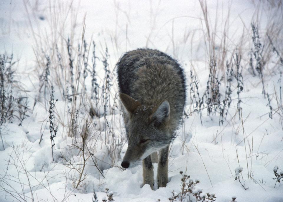 Free download high resolution image - free image free photo free stock image public domain picture  Coyote in the snow