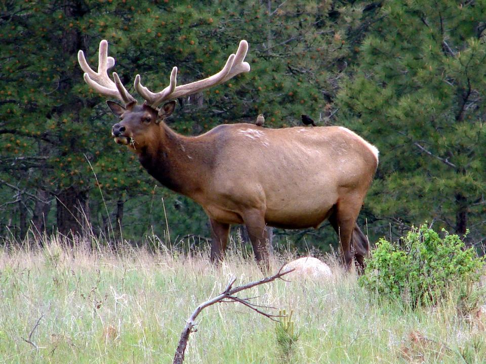 Free download high resolution image - free image free photo free stock image public domain picture  Elk in velvet with cowbirds