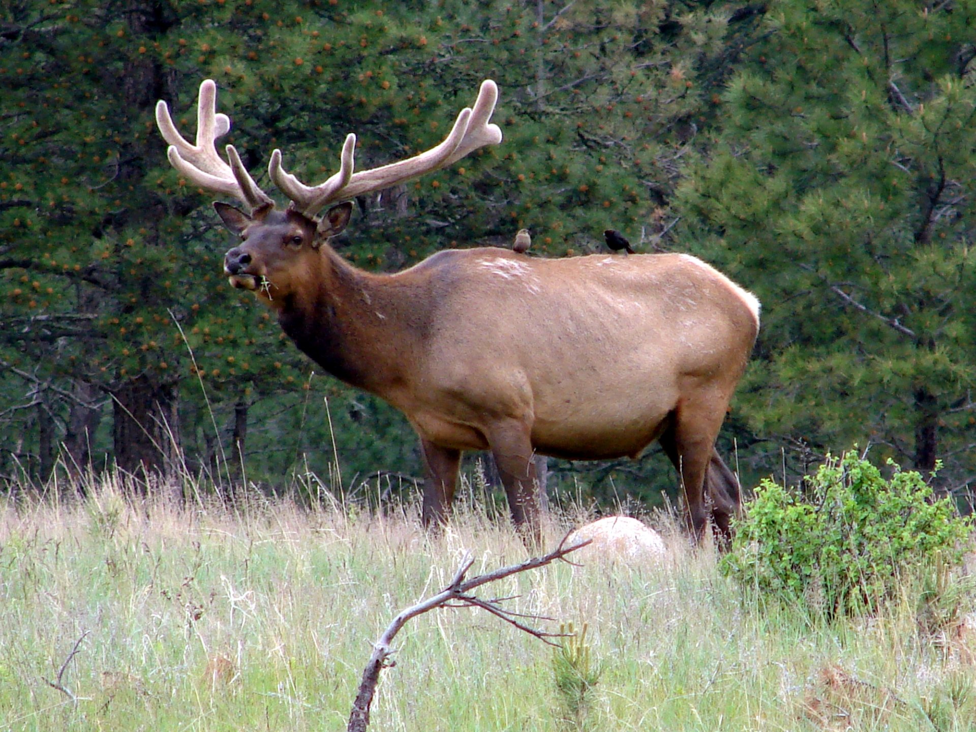 Free download high resolution image - free image free photo free stock image public domain picture -Elk in velvet with cowbirds