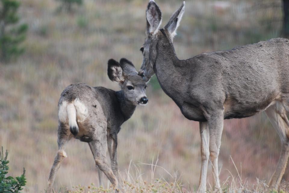 Free download high resolution image - free image free photo free stock image public domain picture  Mule Deer and young