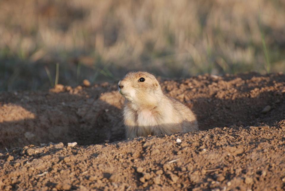 Free download high resolution image - free image free photo free stock image public domain picture  Prairie Dog sticking out from a burrow