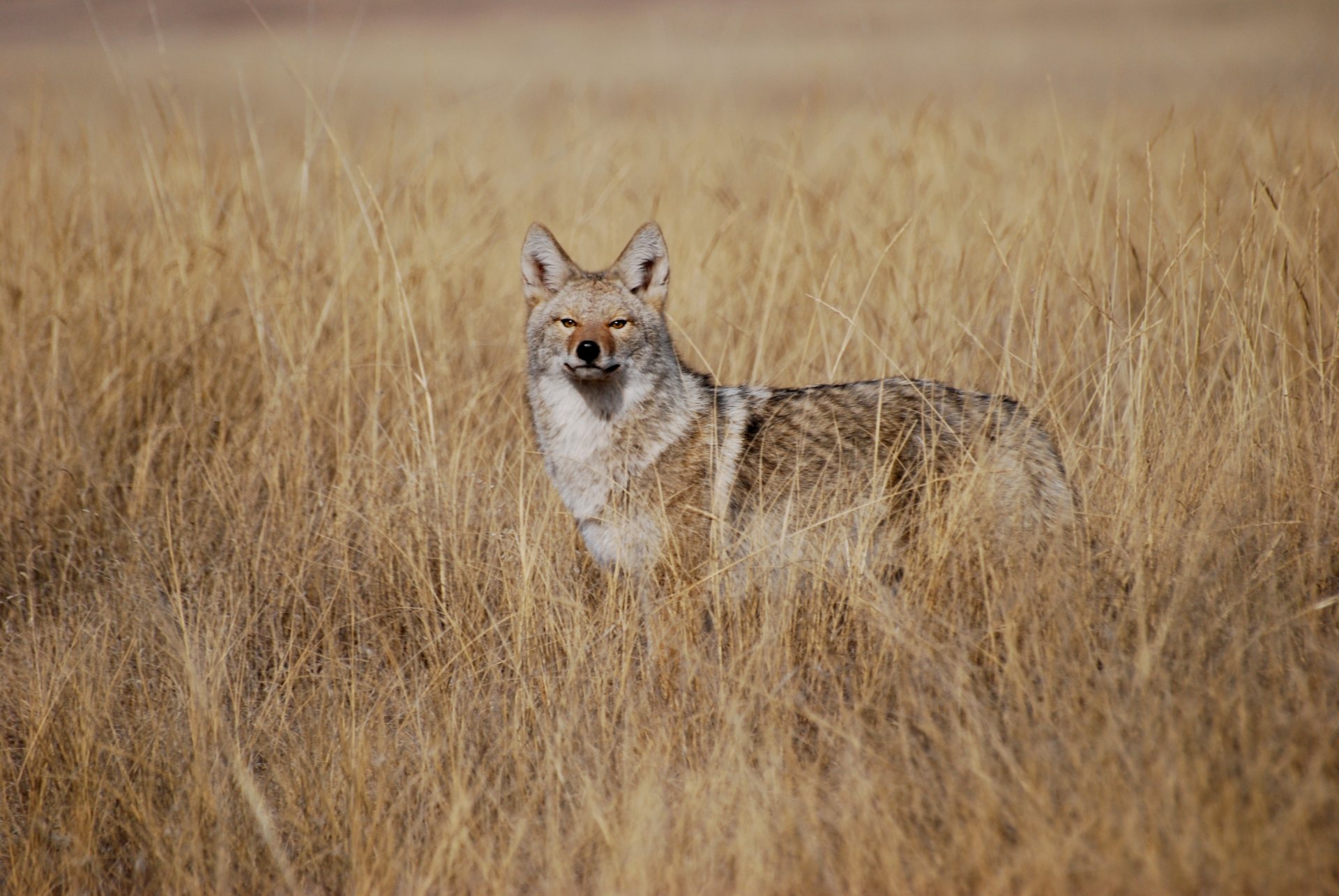 Free download high resolution image - free image free photo free stock image public domain picture -coyote in tall grass