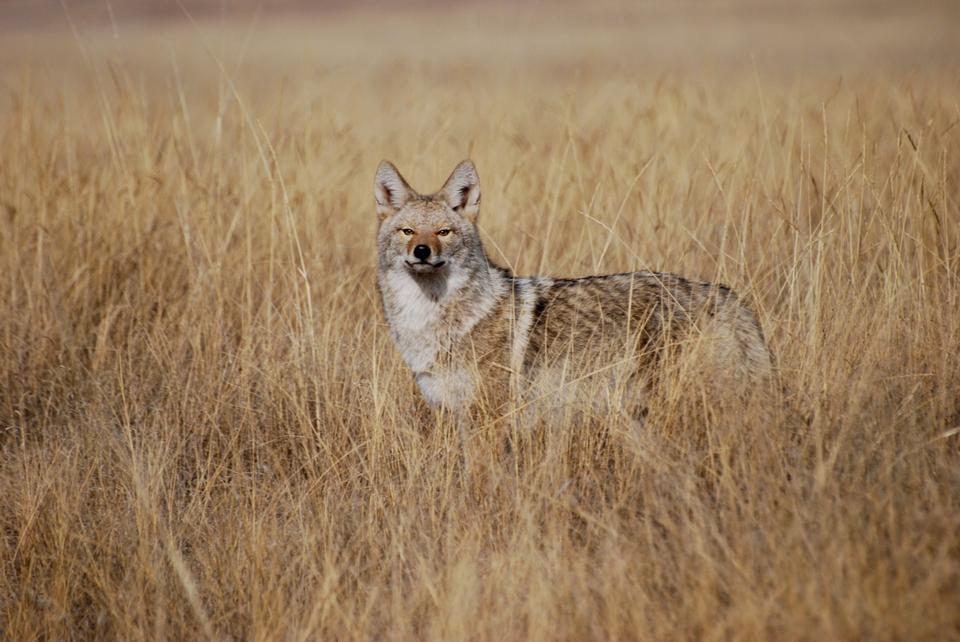 Free download high resolution image - free image free photo free stock image public domain picture  coyote in tall grass