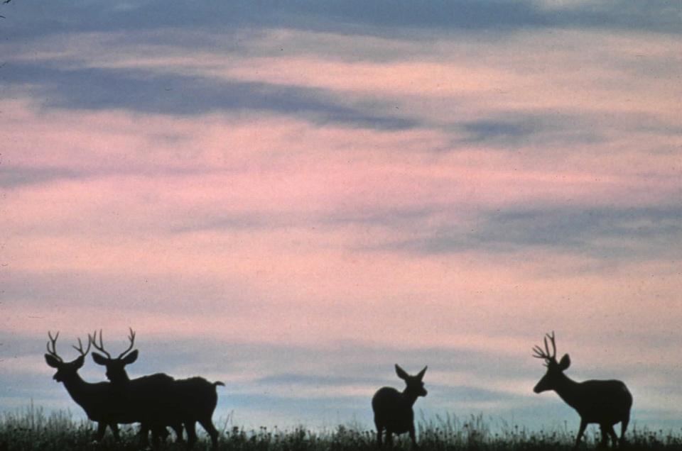 Free download high resolution image - free image free photo free stock image public domain picture  deer on crest of hill