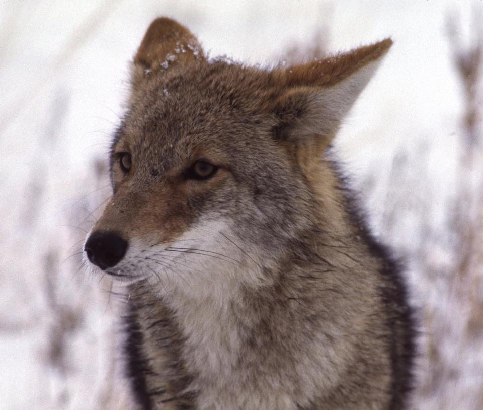 Free download high resolution image - free image free photo free stock image public domain picture  face of coyote