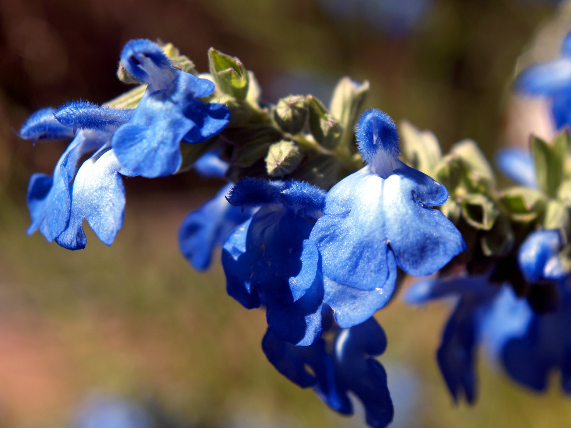 Free download high resolution image - free image free photo free stock image public domain picture -Blue Sage wildflower