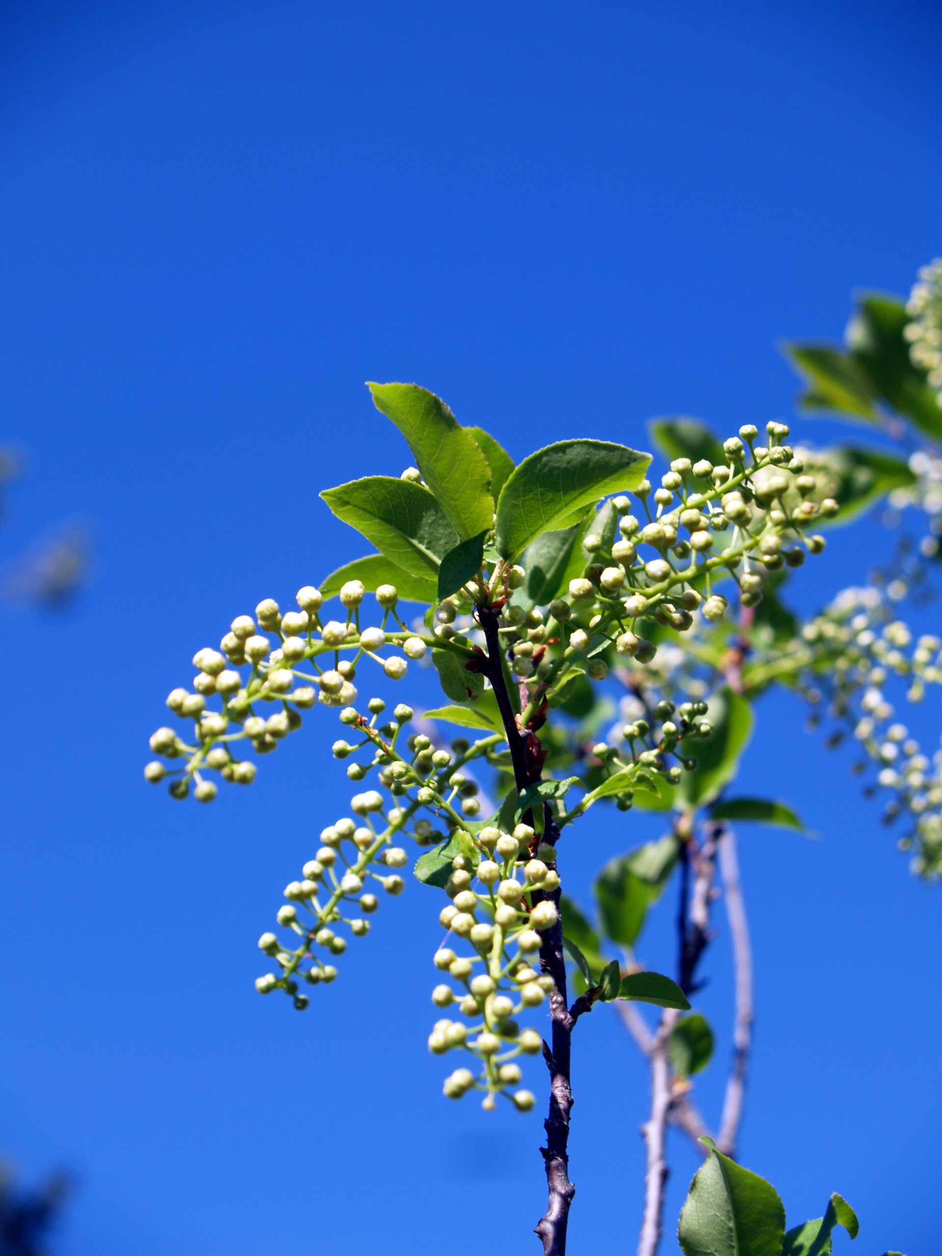 Free download high resolution image - free image free photo free stock image public domain picture -Chokecherry wildflower