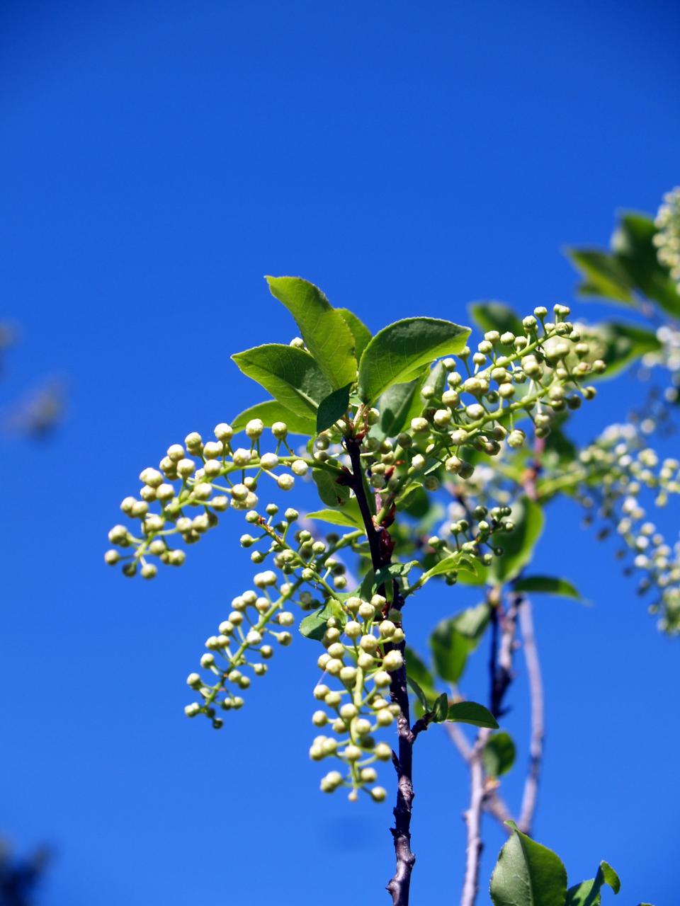 Free download high resolution image - free image free photo free stock image public domain picture  Chokecherry wildflower