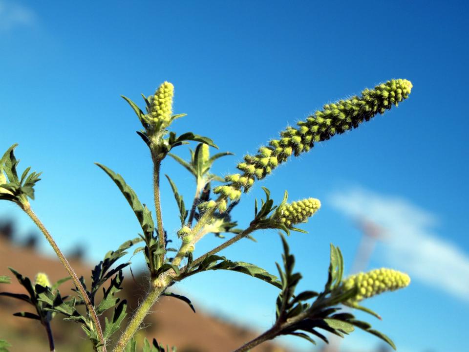 Free download high resolution image - free image free photo free stock image public domain picture  Common Ragweed