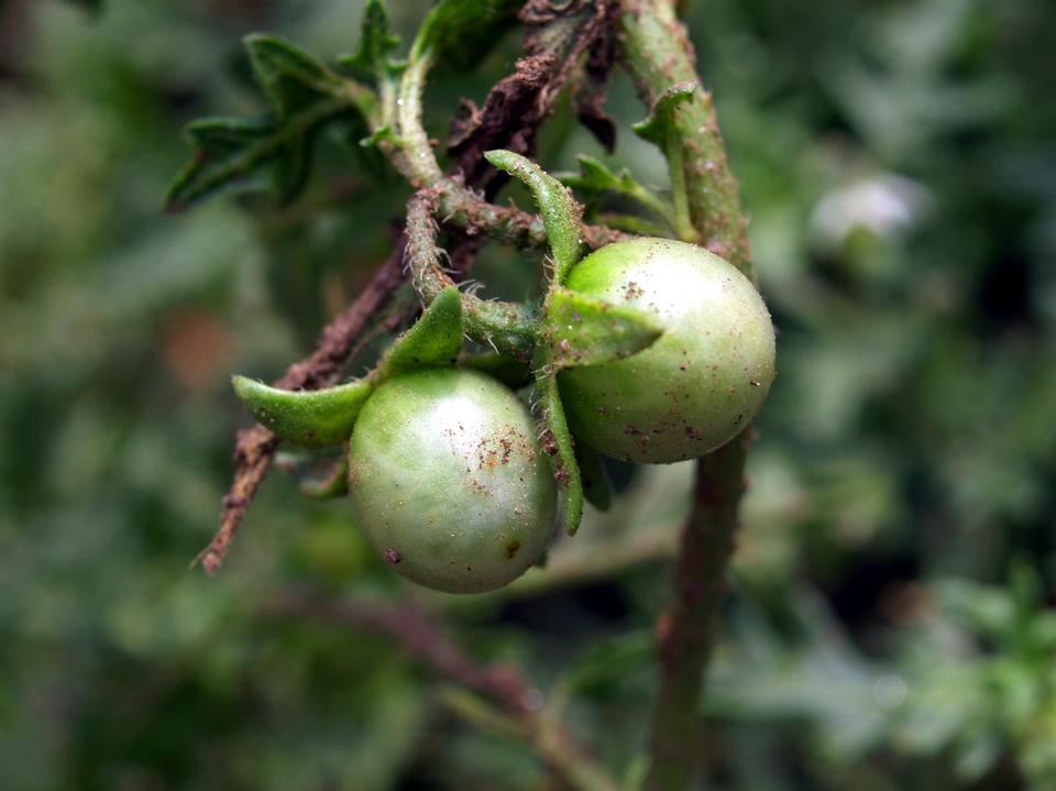 Free download high resolution image - free image free photo free stock image public domain picture  Cutleaf Nightshade Fruit