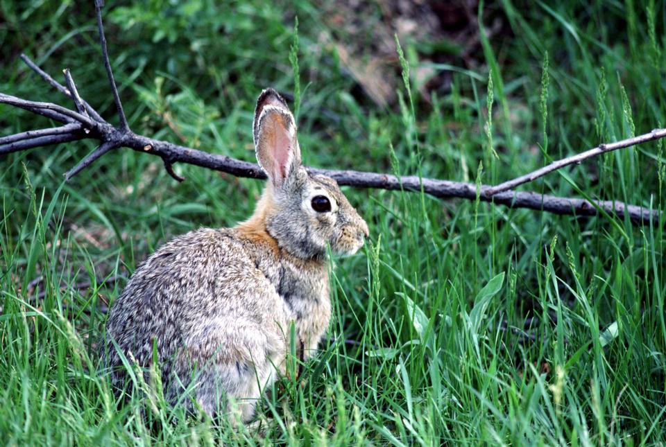 Free download high resolution image - free image free photo free stock image public domain picture  Eastern Cottontail in Green Grass