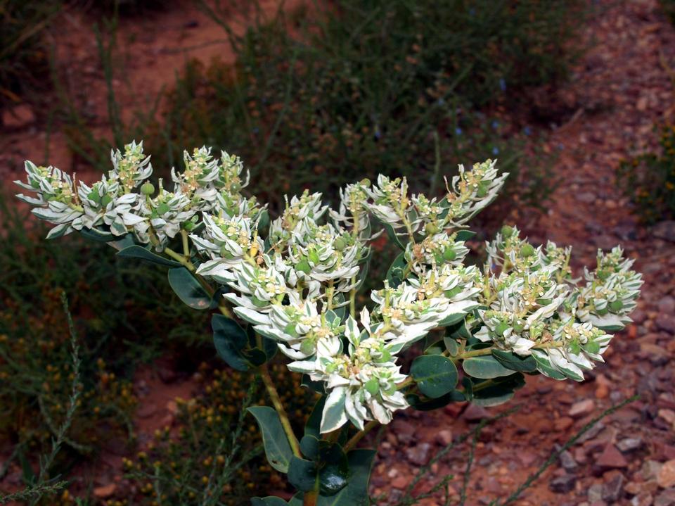 Free download high resolution image - free image free photo free stock image public domain picture  Euphorbia marginata wildflower