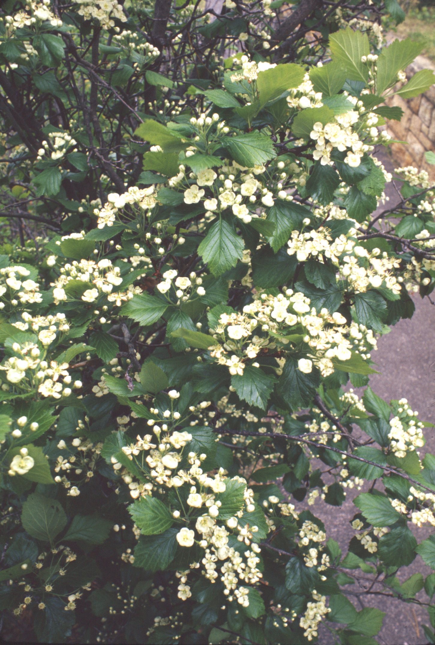 Free download high resolution image - free image free photo free stock image public domain picture -Fleshy Hawthorn wildflower