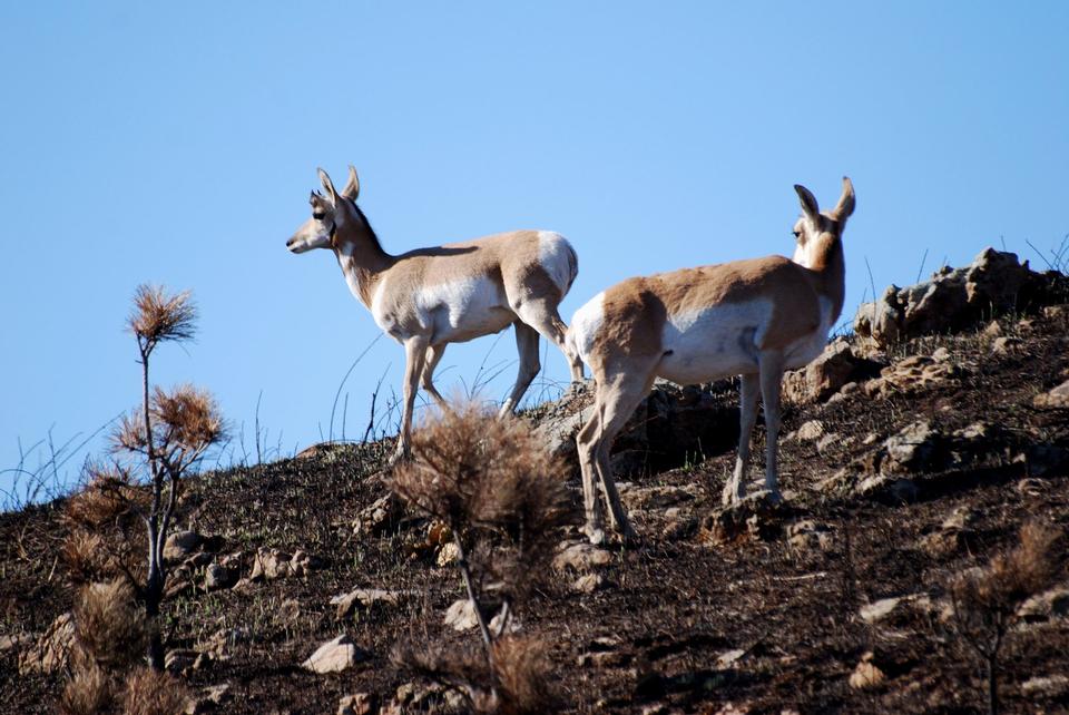 Free download high resolution image - free image free photo free stock image public domain picture  Montana Pronghorn Antelope Buck