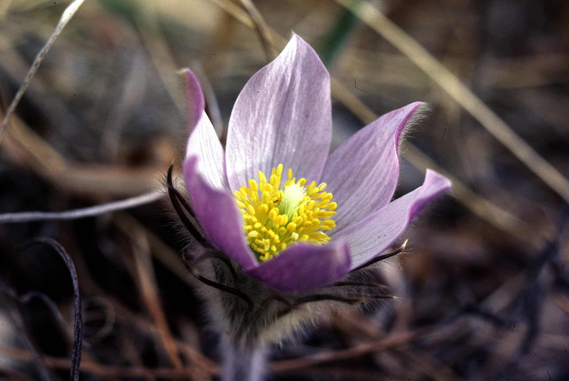 Free download high resolution image - free image free photo free stock image public domain picture -Pasqueflower wildflower