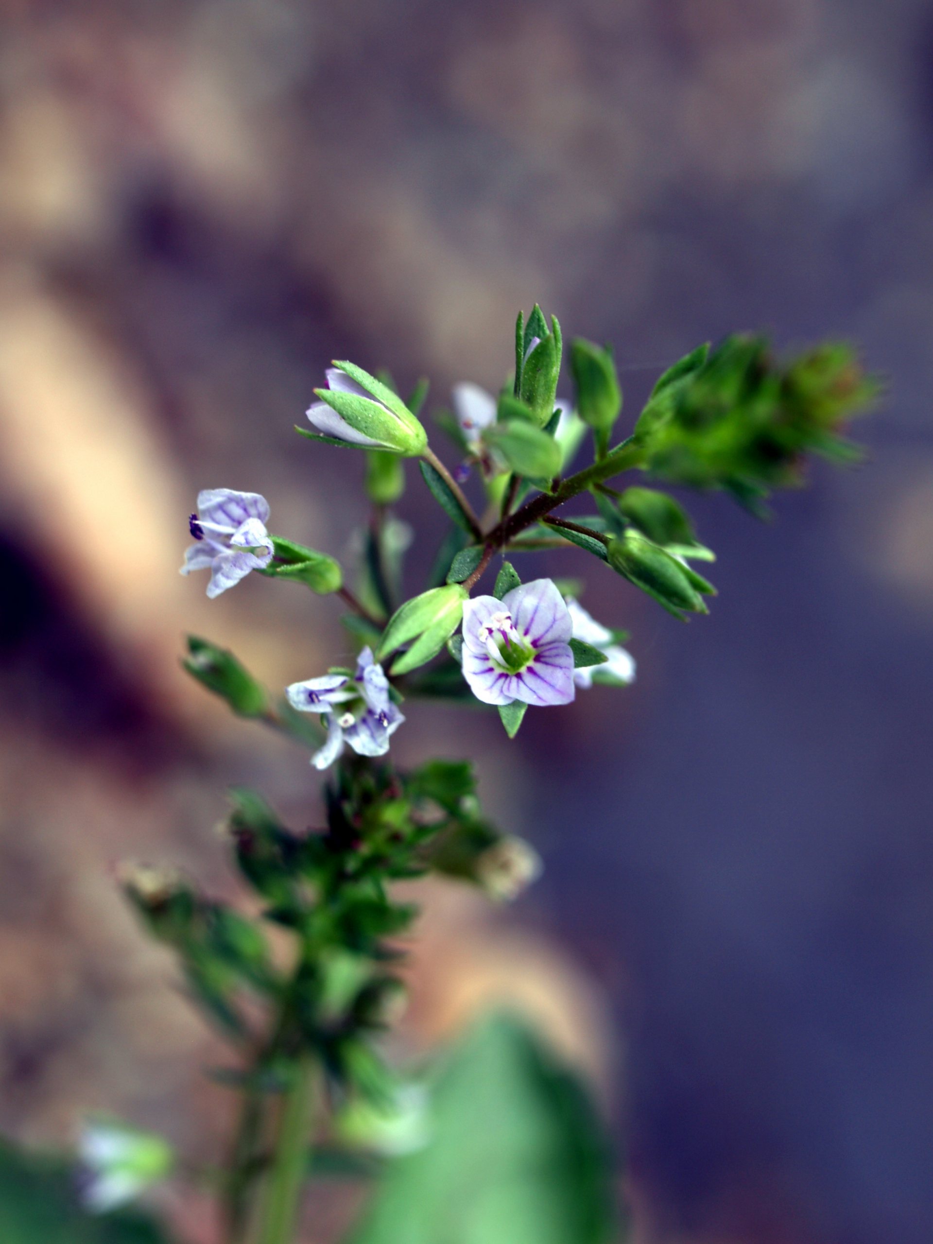 Free download high resolution image - free image free photo free stock image public domain picture -Water Speedwell wildflower