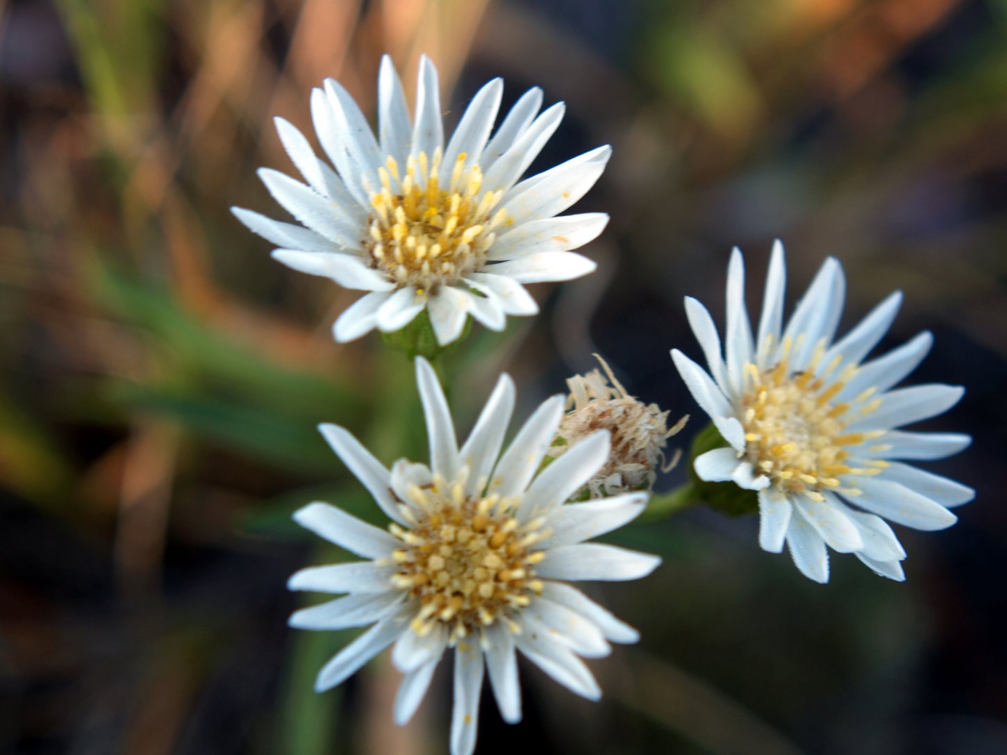 Free download high resolution image - free image free photo free stock image public domain picture -White Prairie Aster