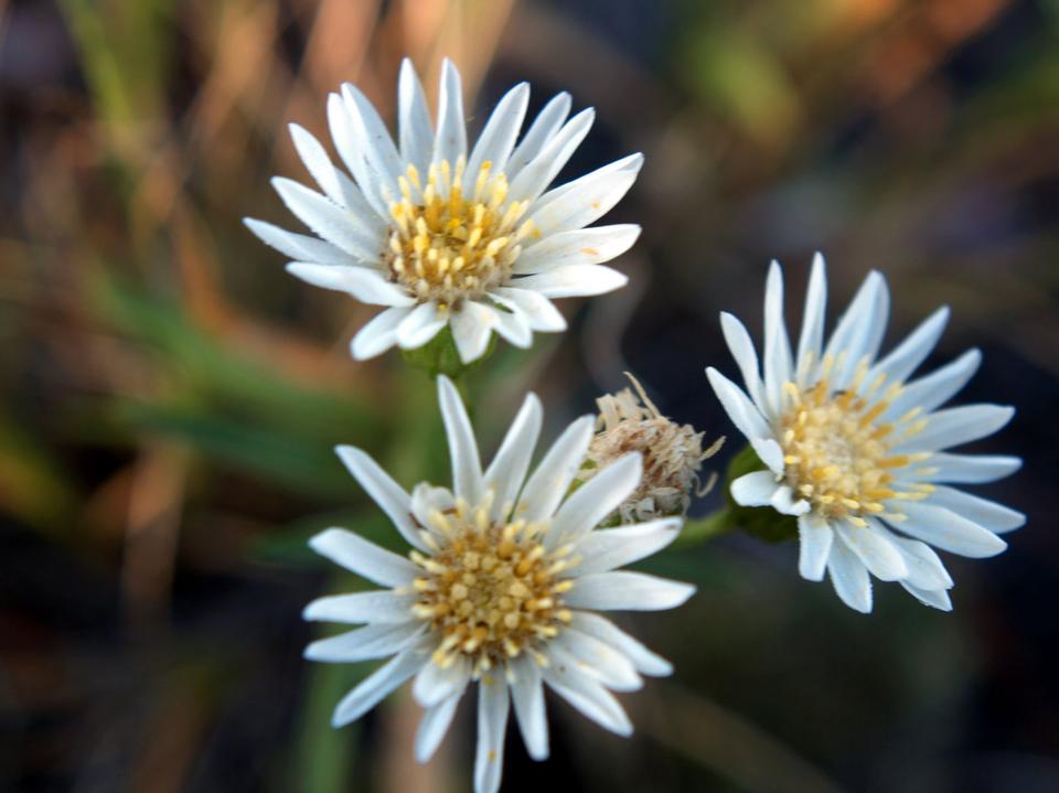 Free download high resolution image - free image free photo free stock image public domain picture  White Prairie Aster