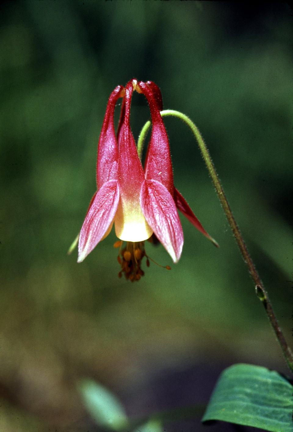 Free download high resolution image - free image free photo free stock image public domain picture  Wild Columbine wildflower