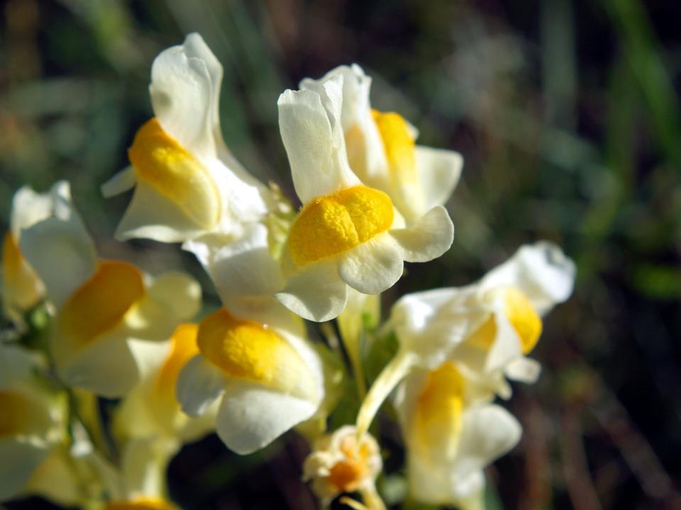 Free download high resolution image - free image free photo free stock image public domain picture  Yellow Toadflax wildflower