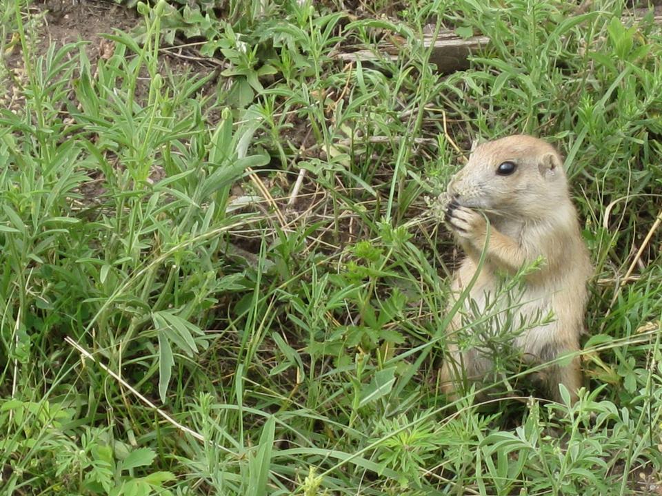 Free download high resolution image - free image free photo free stock image public domain picture  prairie dog eating