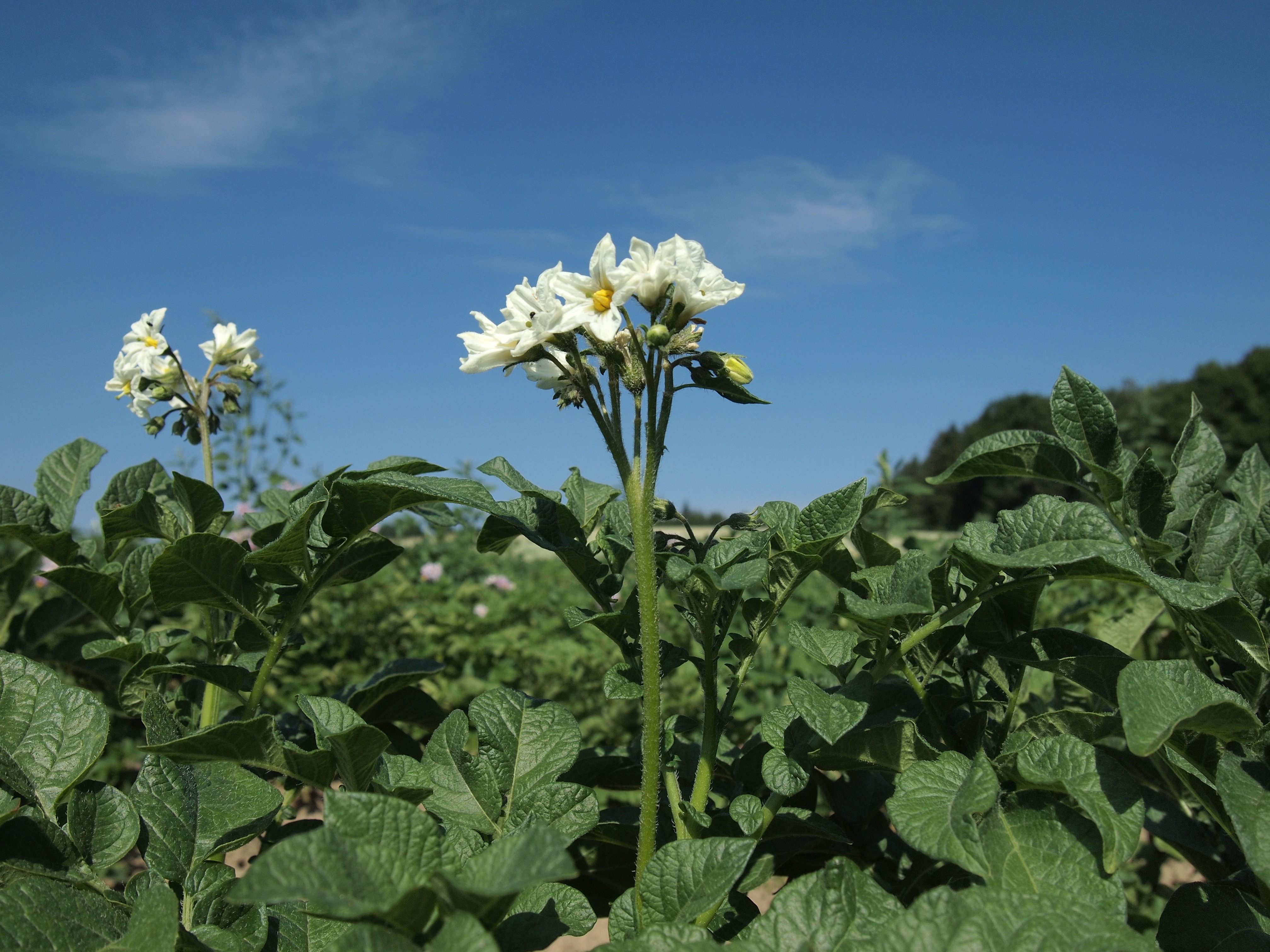 Free download high resolution image - free image free photo free stock image public domain picture -White flowering Solanum tuberosum, potato