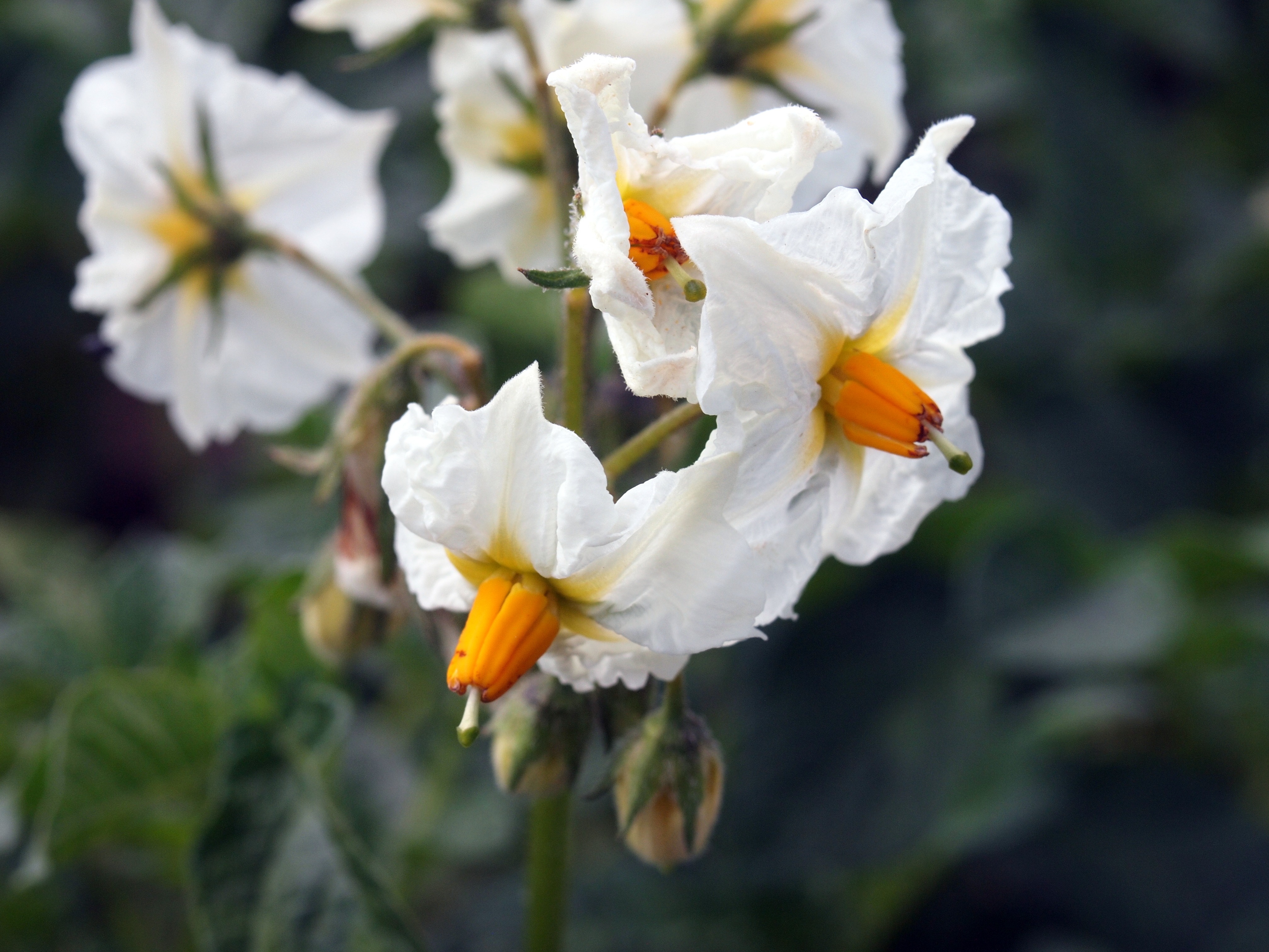 Free download high resolution image - free image free photo free stock image public domain picture -White flowering Solanum tuberosum, potato