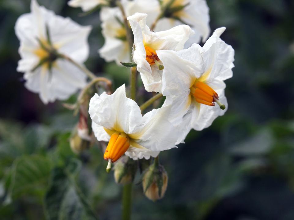 Free download high resolution image - free image free photo free stock image public domain picture  White flowering Solanum tuberosum, potato