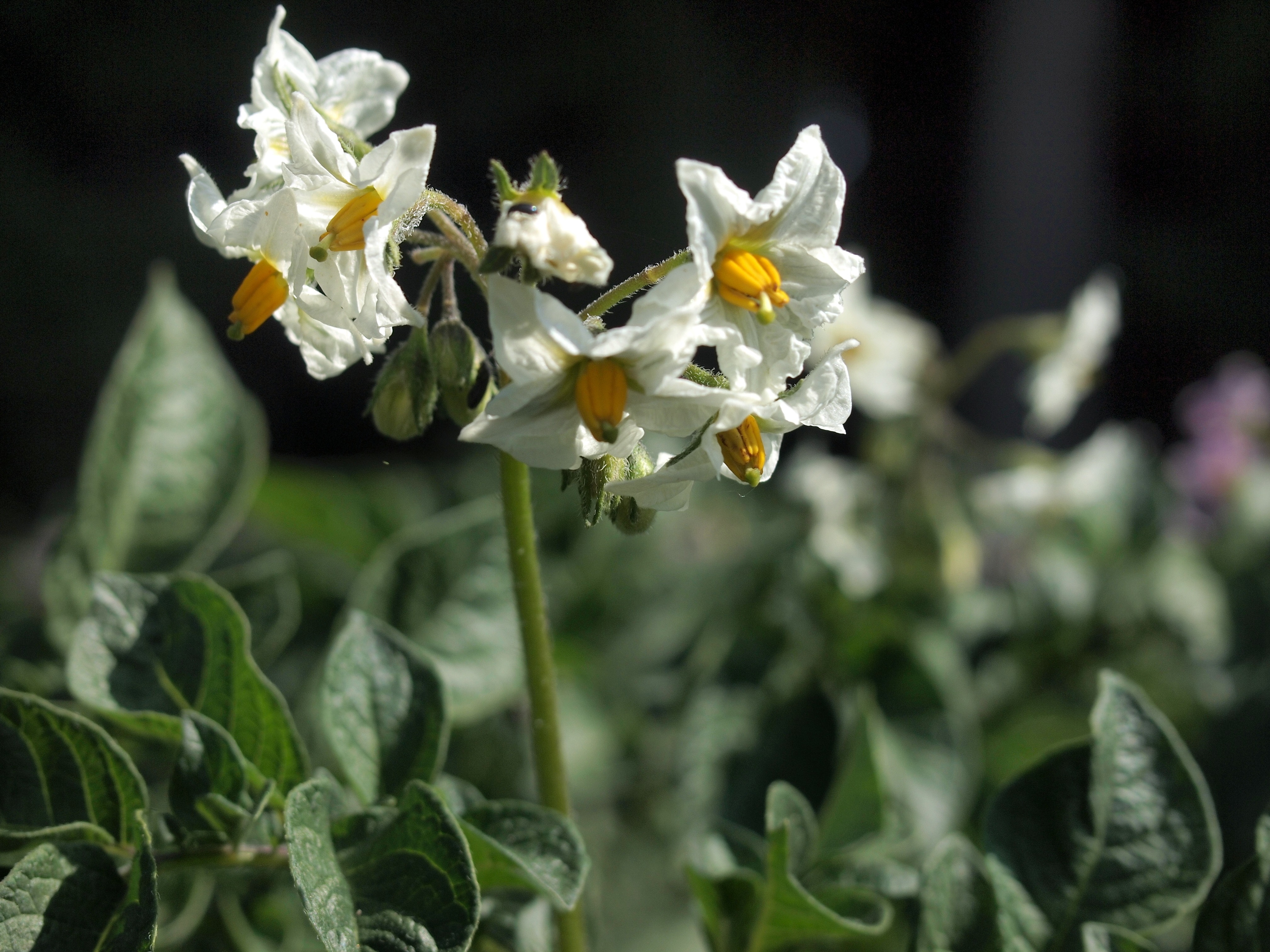 Free download high resolution image - free image free photo free stock image public domain picture -White flowering Solanum tuberosum, potato