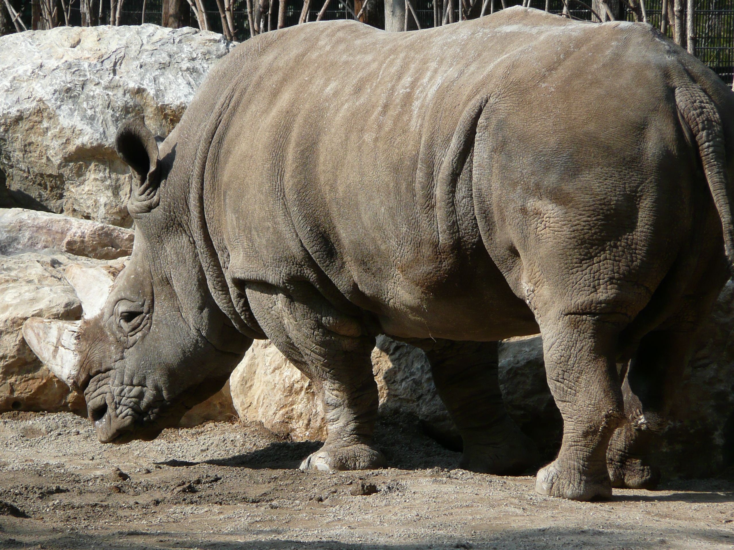 Free download high resolution image - free image free photo free stock image public domain picture -African White Rhino,