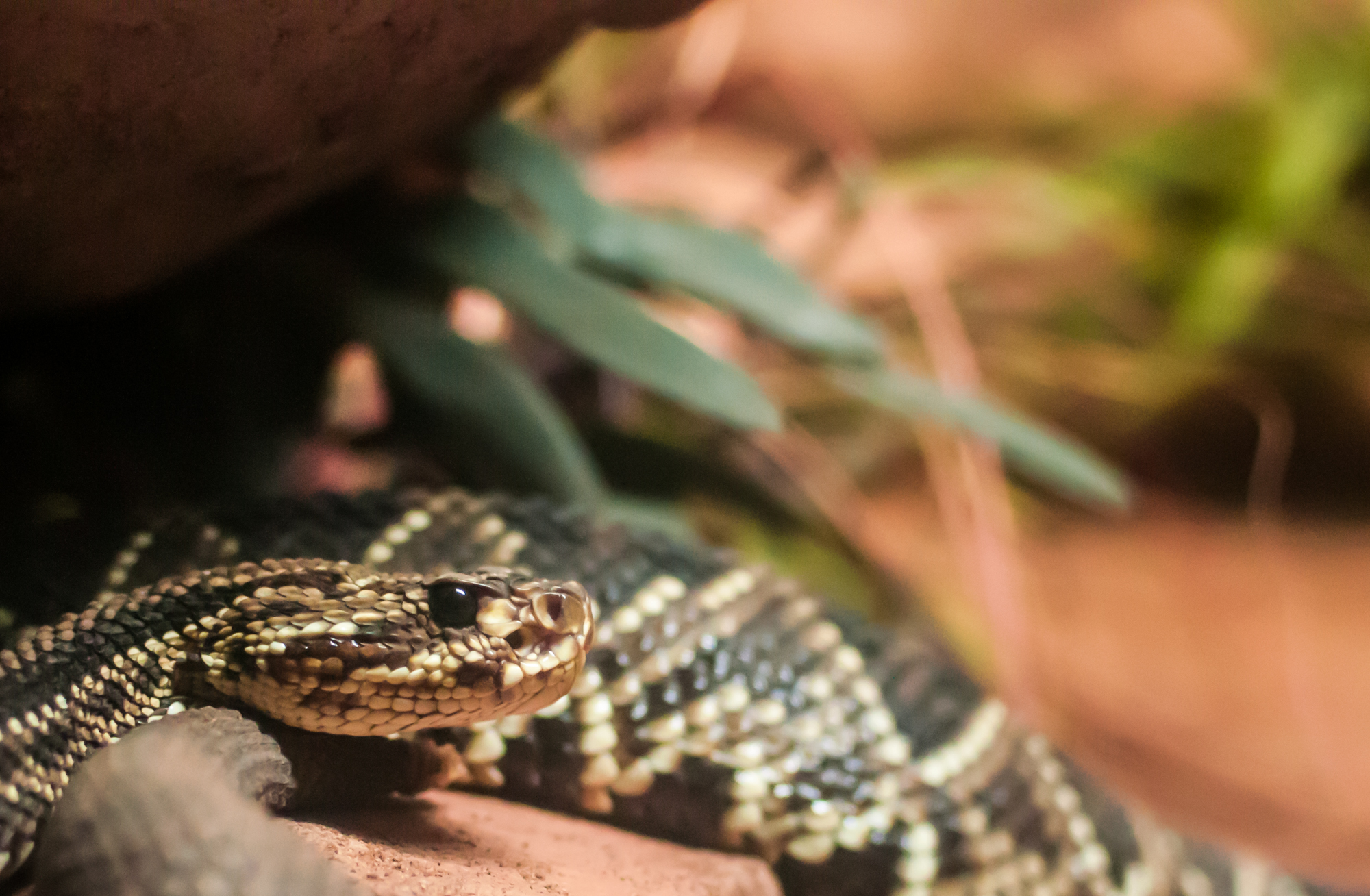 Free download high resolution image - free image free photo free stock image public domain picture -A close-up of a Burmese python slithering on a rock