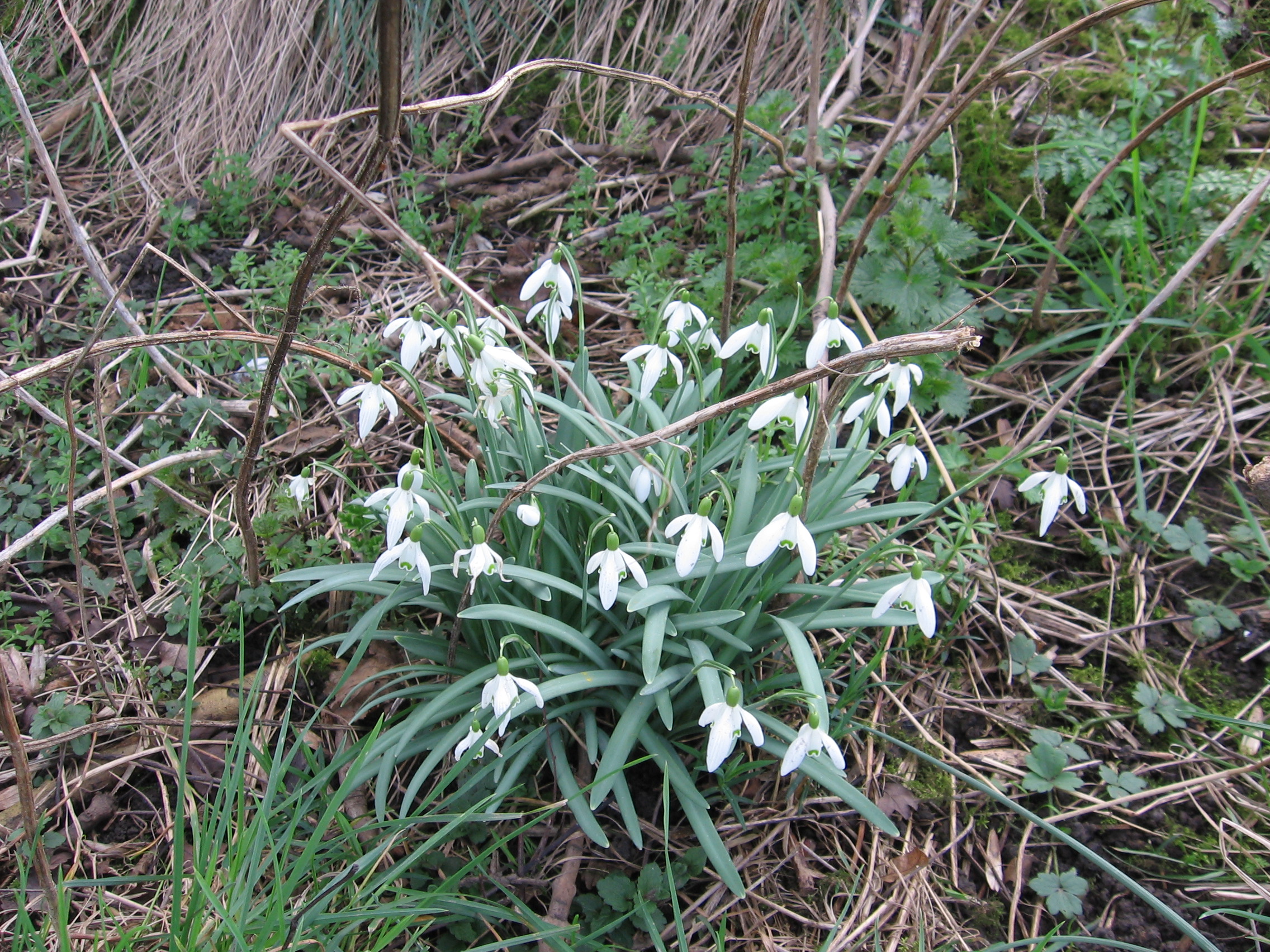 Free download high resolution image - free image free photo free stock image public domain picture -snowdrop flower in nature with dew drops