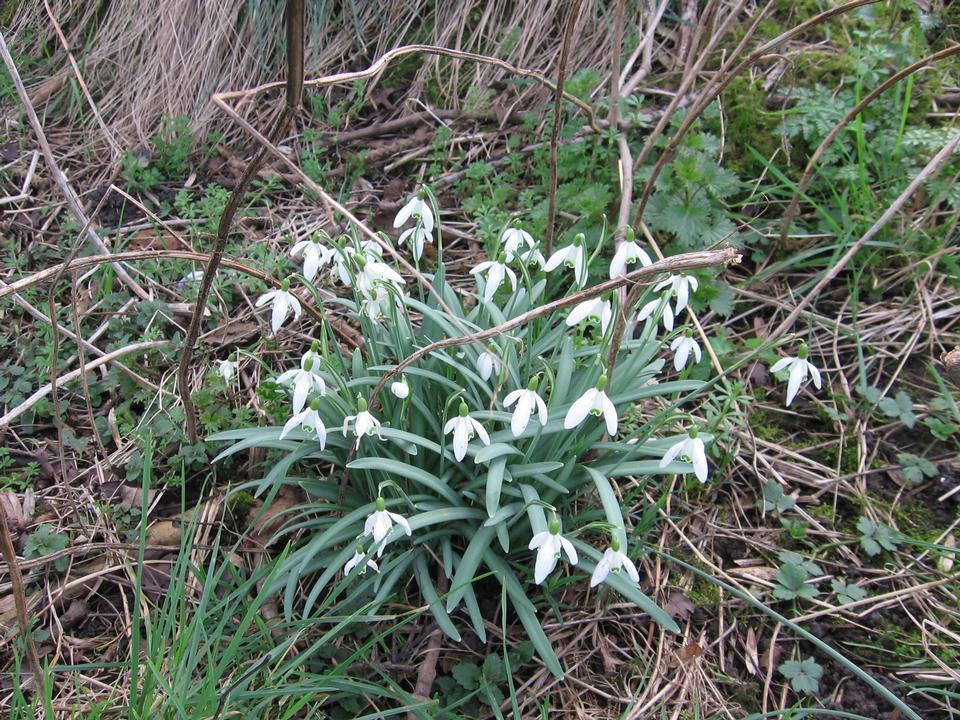 Free download high resolution image - free image free photo free stock image public domain picture  snowdrop flower in nature with dew drops