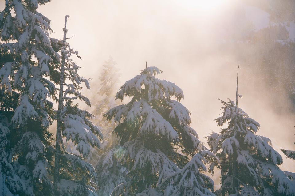 Free download high resolution image - free image free photo free stock image public domain picture  winter rime and snow covered tree tops cloudy sky