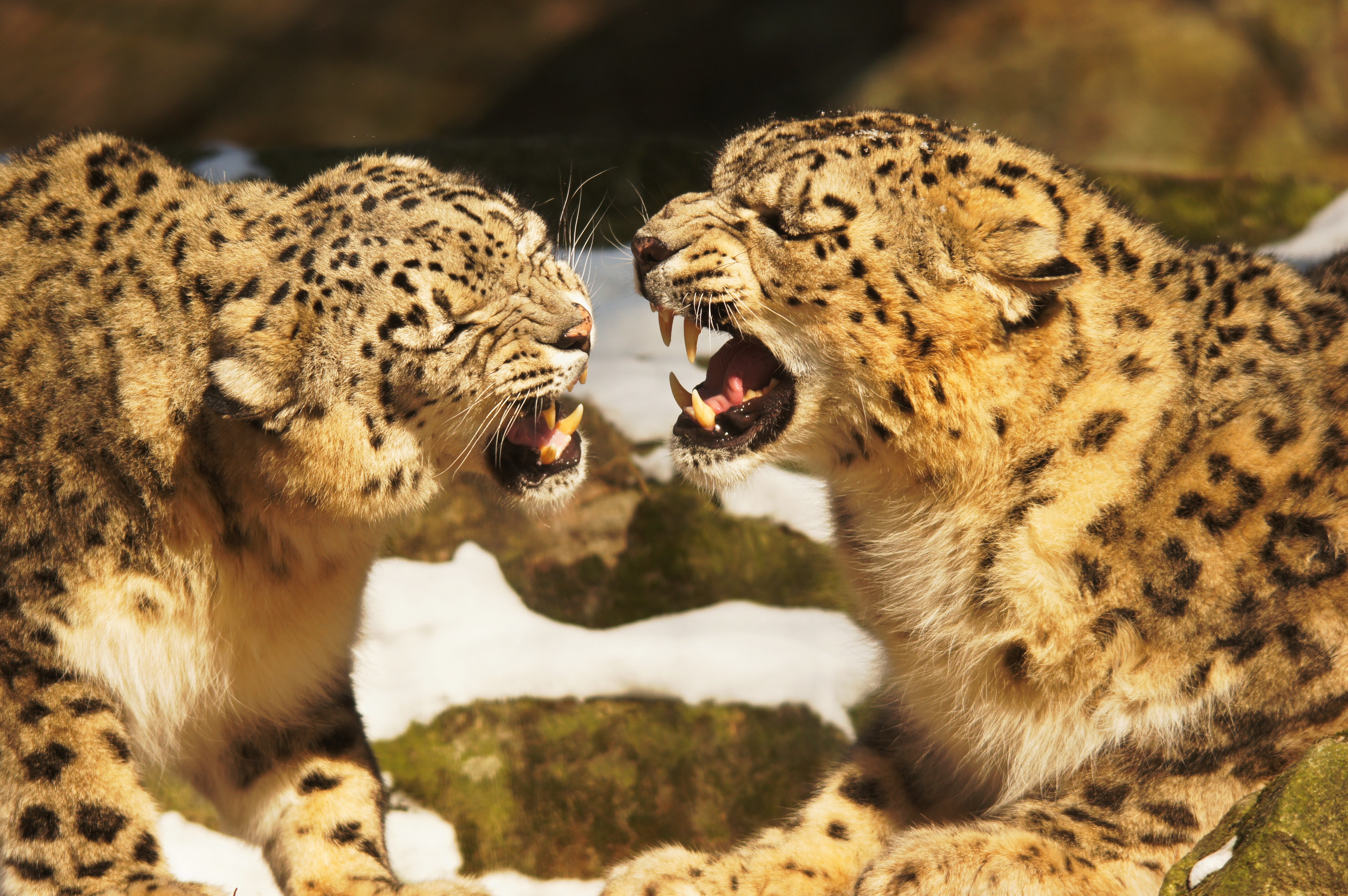 Free download high resolution image - free image free photo free stock image public domain picture -Snow Leopard portrait