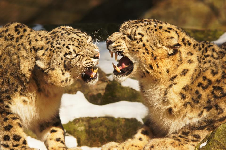 Free download high resolution image - free image free photo free stock image public domain picture  Snow Leopard portrait