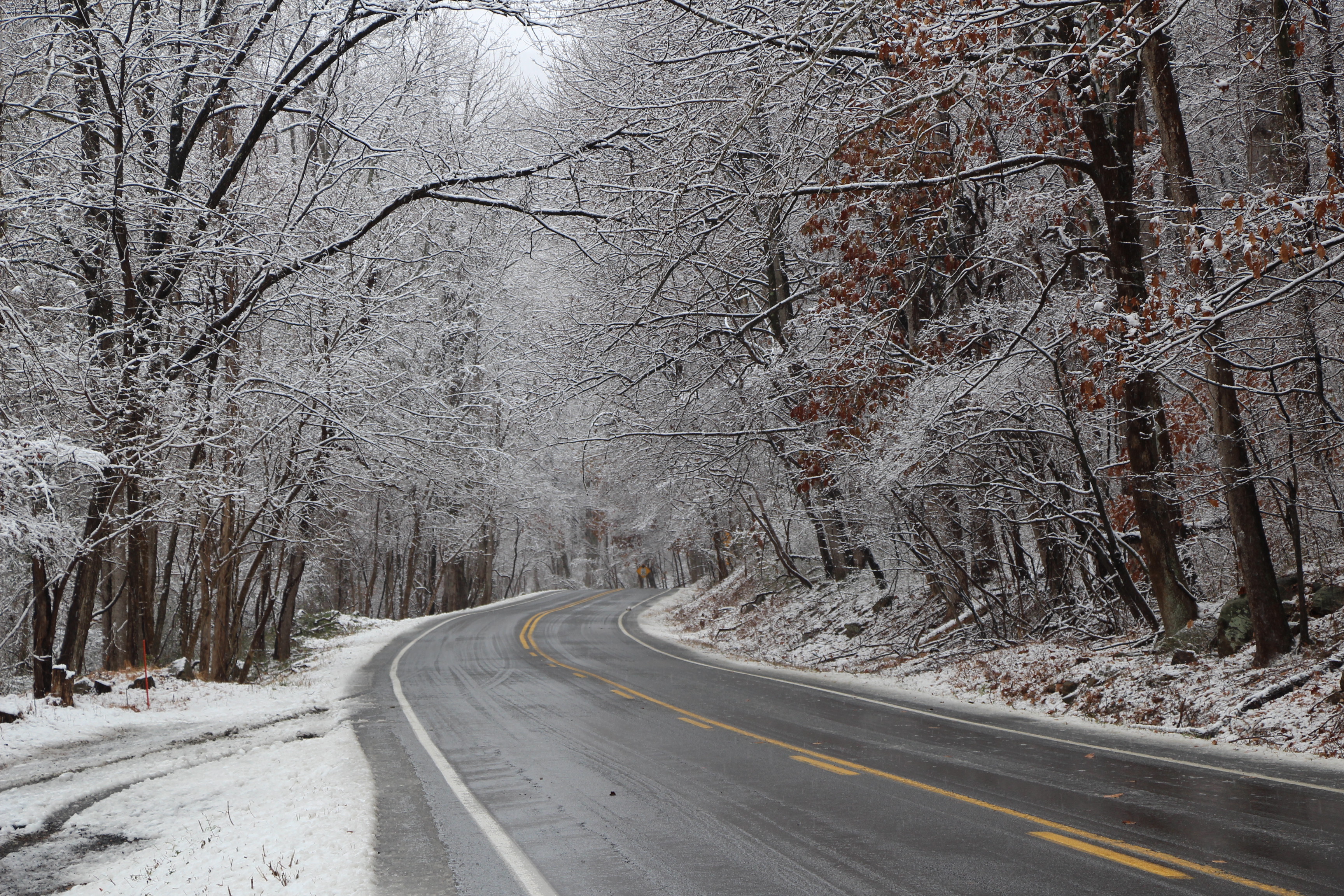 Free download high resolution image - free image free photo free stock image public domain picture -Frosted tree in Shenandoah National Park