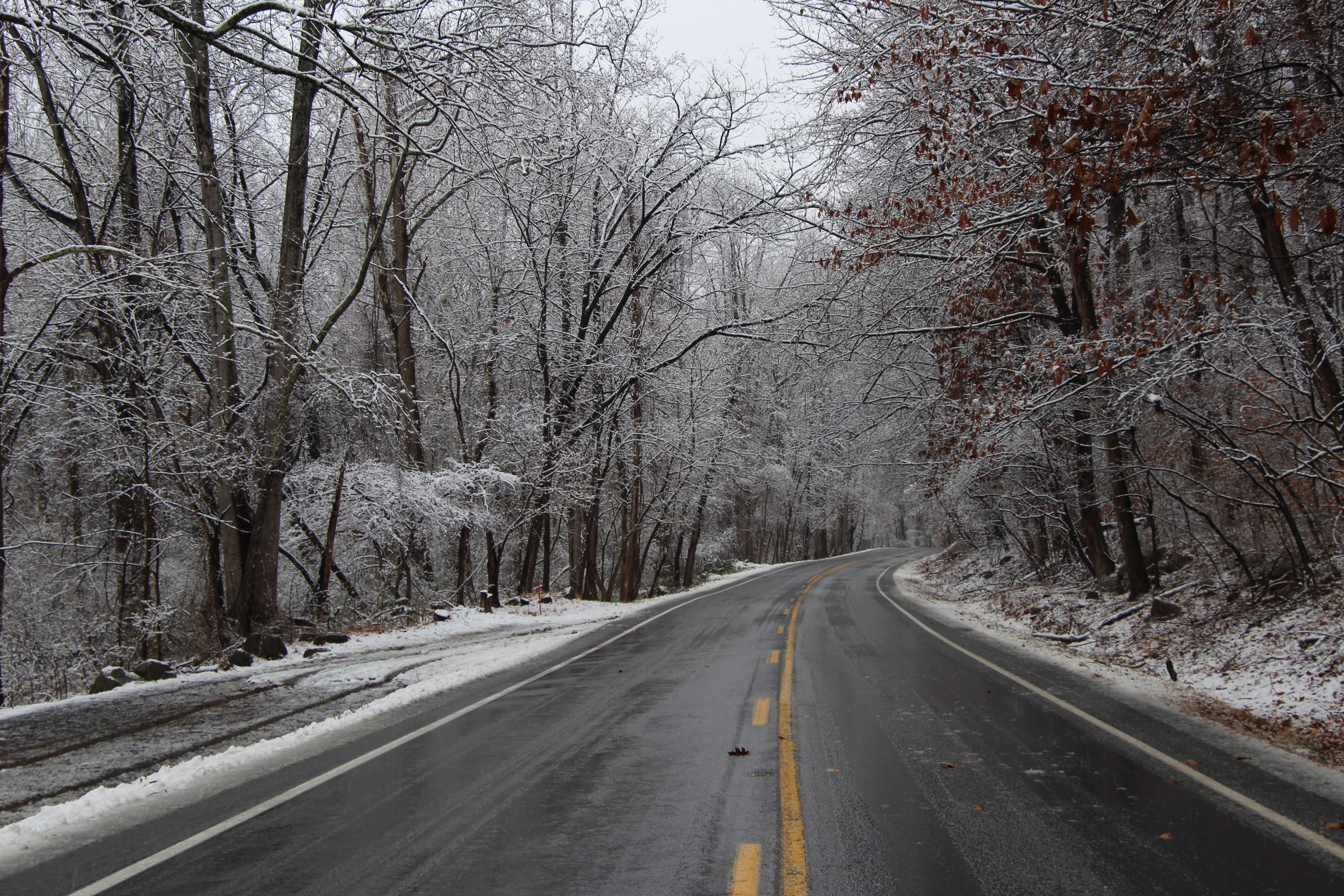 Free download high resolution image - free image free photo free stock image public domain picture -Frosted tree in Shenandoah National Park