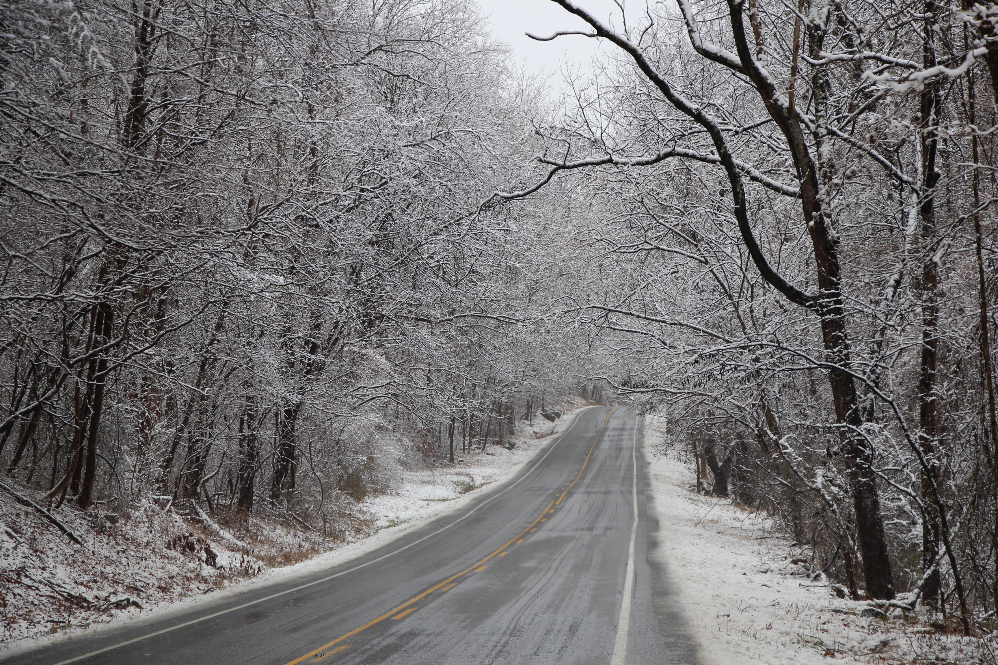 Free download high resolution image - free image free photo free stock image public domain picture -Frosted tree in Shenandoah National Park