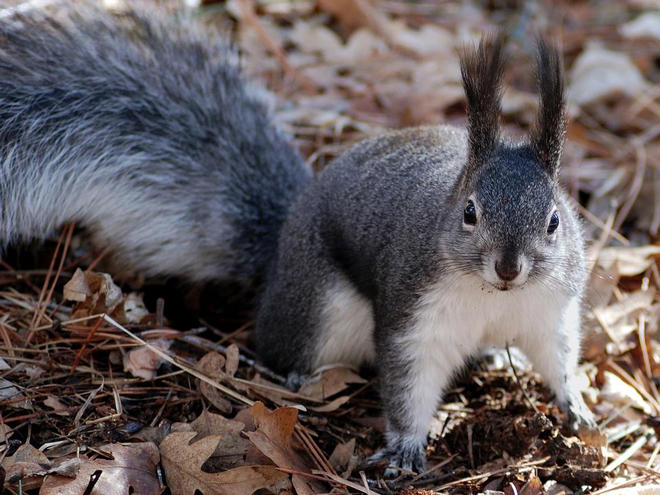 Free download high resolution image - free image free photo free stock image public domain picture  Squirrel, Autumn, acorn and dry leaves