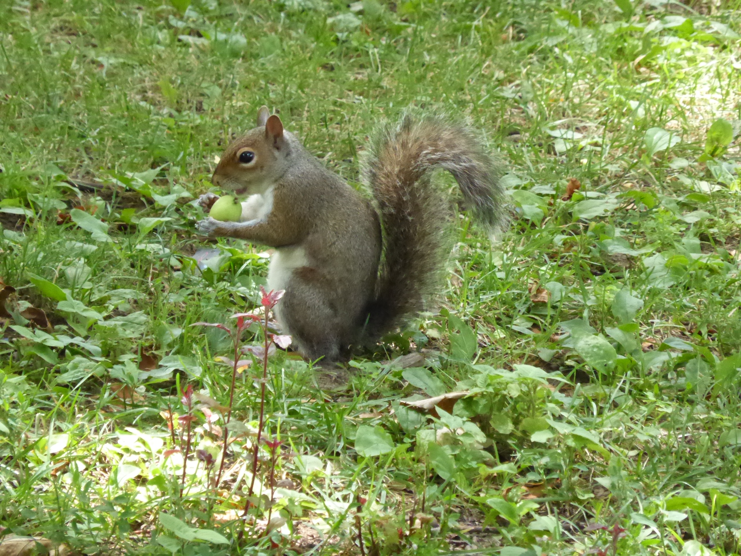 Free download high resolution image - free image free photo free stock image public domain picture -Squirrel eating food on the ground