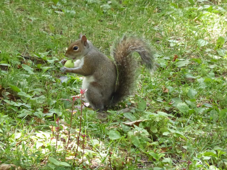 Free download high resolution image - free image free photo free stock image public domain picture  Squirrel eating food on the ground