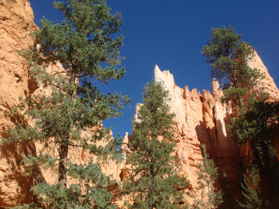 Free download high resolution image - free image free photo free stock image public domain picture  Pine Trees at Bryce Canyon National Park, Utah